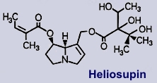 Heliosupin: Inhaltsstoff des Natternkopfes