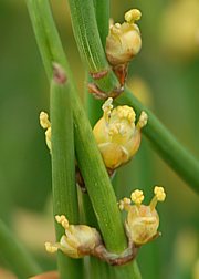 Ephedra distachya subsp. helvetica