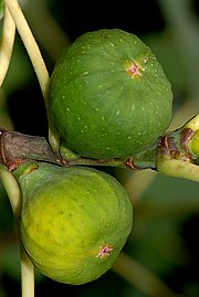 Ficus carica - Echter Feigenbaum