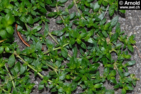 herniariae herba