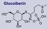 Glucoiberin: Inhaltsstoff der Bitteren Schleifenblume