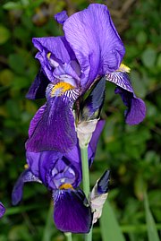 Iris germanica - Deutsche Schwertlilie