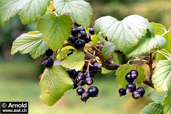 Früchte und Blätter der Schwarzen Johannisbeere