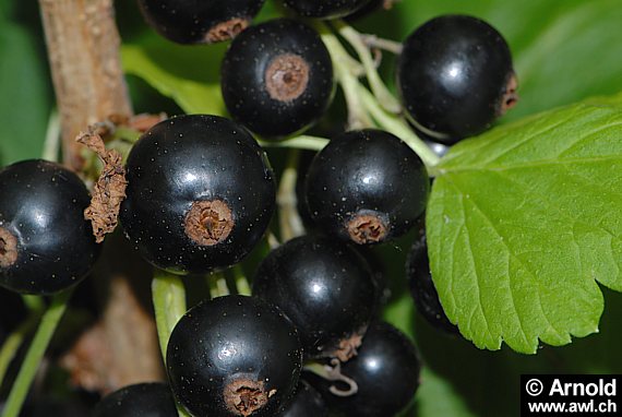 Schwarzen Johannisbeere mit Früchten und Blättern