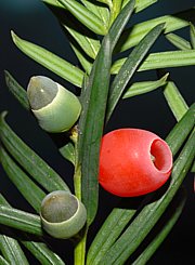 Taxus baccata - Eibe