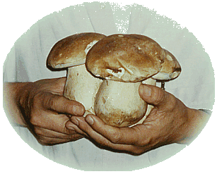 Steinpilze
